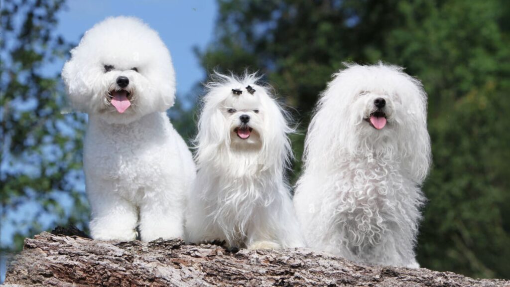Bichon Frisé, Bichon Maltais, Bichon Bolonais - supercroquettes